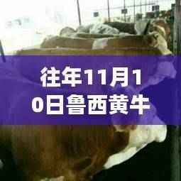 鲁西黄牛最新价格揭秘,励志故事背后的变化与梦想成就之路