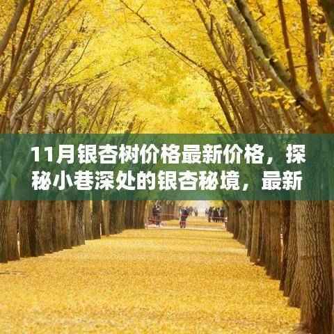 探秘银杏秘境,最新银杏树价格揭秘