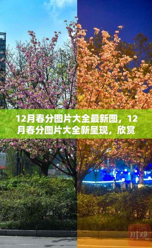 12月春分图片大全新呈现,欣赏季节之美的瞬间