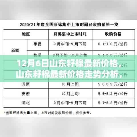 山东籽棉最新价格动态,走势分析与观点探讨(12月6日)