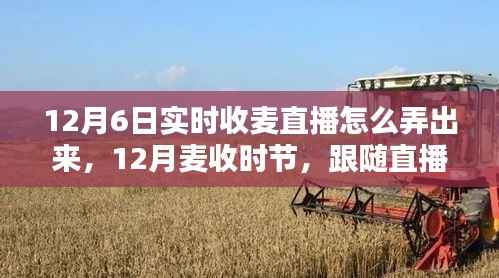 12月麦收时节直播攻略,探索麦田美景,寻找内心的宁静与平和