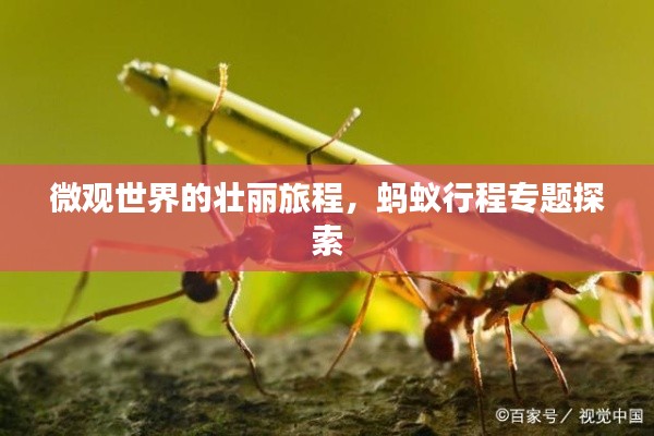 微观世界的壮丽旅程,蚂蚁行程专题探索