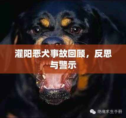 灌阳恶犬事故回顾,反思与警示