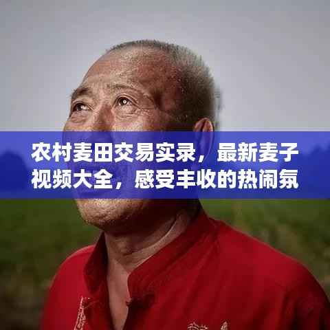 农村麦田交易实录,最新麦子视频大全,感受丰收的热闹氛围
