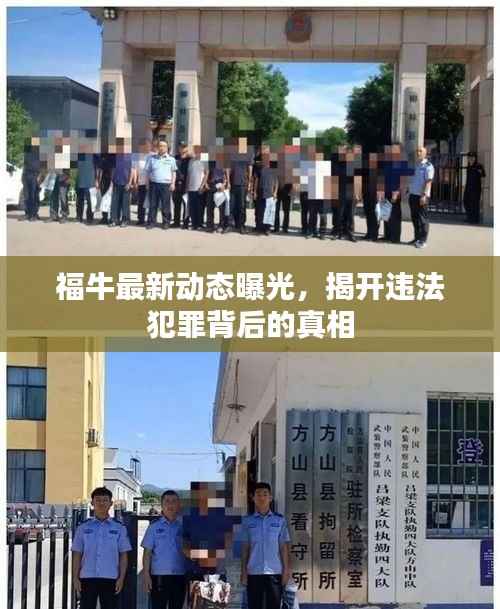 福牛最新动态曝光,揭开违法犯罪背后的真相