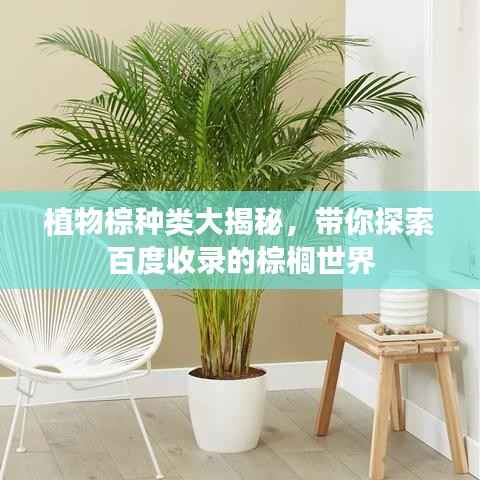 植物棕种类大揭秘,带你探索百度收录的棕榈世界