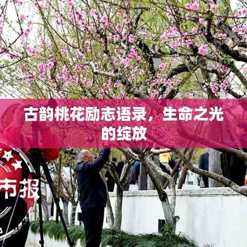古韵桃花励志语录,生命之光的绽放
