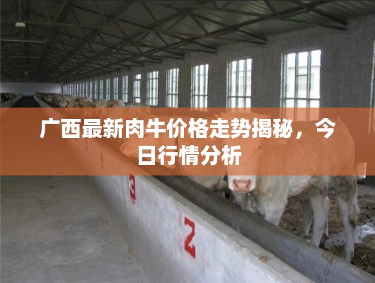广西最新肉牛价格走势揭秘,今日行情分析