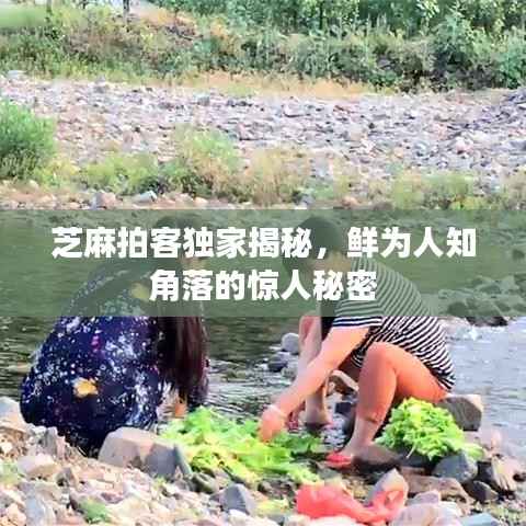 芝麻拍客独家揭秘,鲜为人知角落的惊人秘密